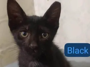 Gato raça SRD-ViraLata idade Abaixo de 2 meses nome BLACK