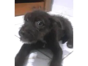 Cachorro raça SRD-ViraLata idade 2 a 6 meses nome Nick