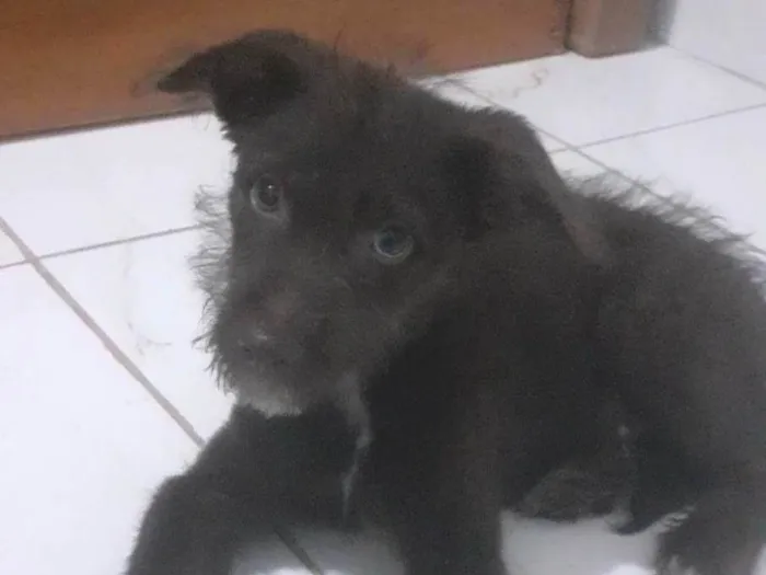 Cachorro ra a SRD-ViraLata idade 2 a 6 meses nome Nick