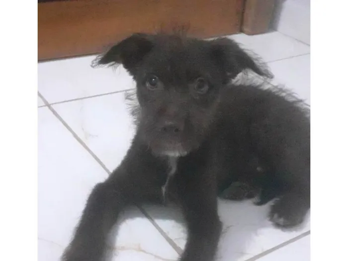 Cachorro ra a SRD-ViraLata idade 2 a 6 meses nome Nick