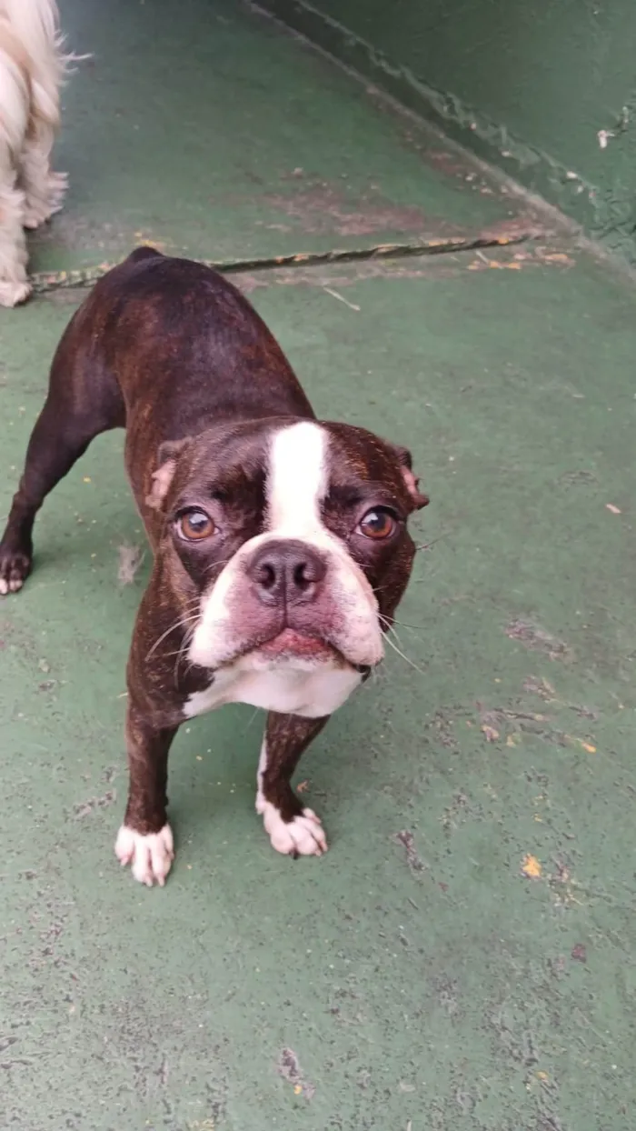 Cachorro ra a Bulldog idade 1 ano nome Dulcinéia 