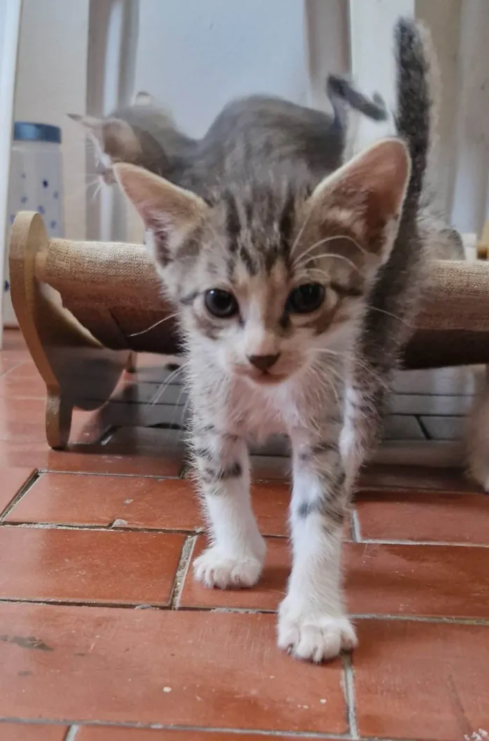 Gato ra a SRD-ViraLata idade 2 a 6 meses nome tigrão