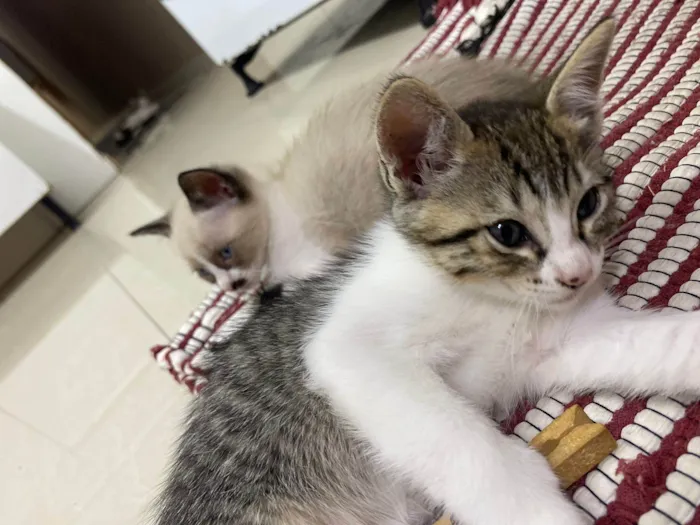 Gato ra a Siamês idade 2 a 6 meses nome Gatos 