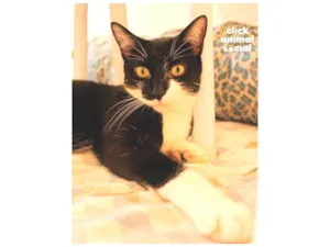 Gato raça SRD idade 2 anos nome B00MY