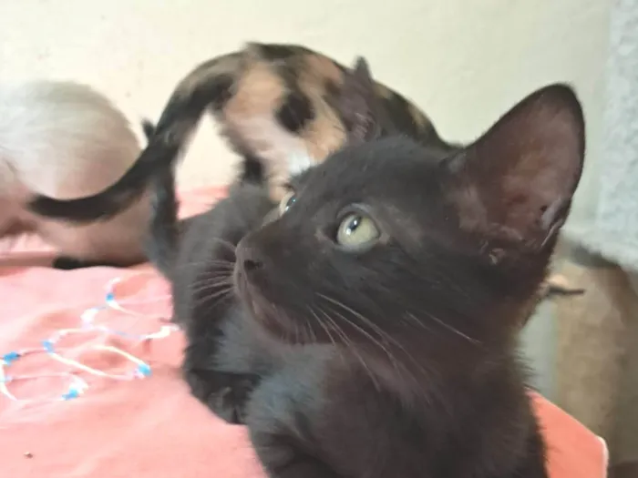Gato ra a SRD-ViraLata idade 2 a 6 meses nome Bruno 