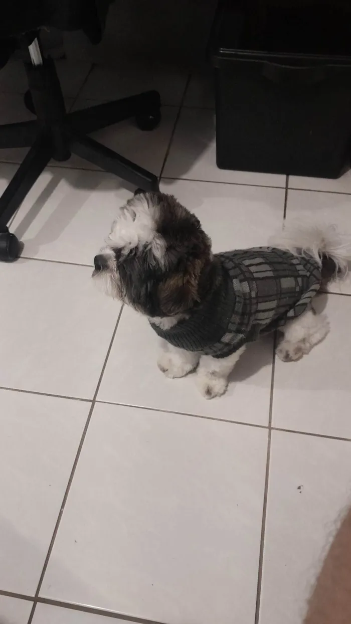 Cachorro ra a Shitzu idade 7 a 11 meses nome Chico