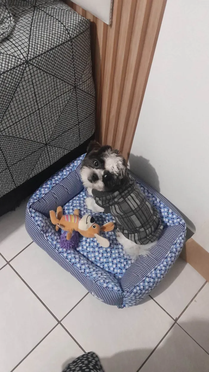 Cachorro ra a Shitzu idade 7 a 11 meses nome Chico