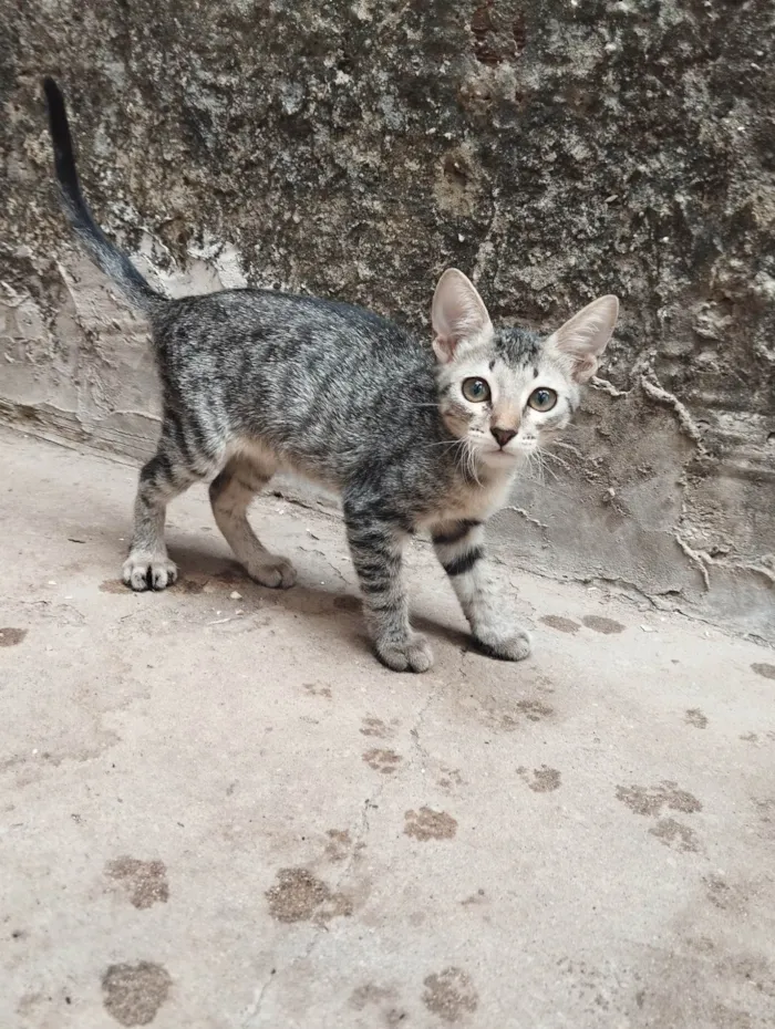 Gato ra a American Shorthair idade 2 a 6 meses nome Ping