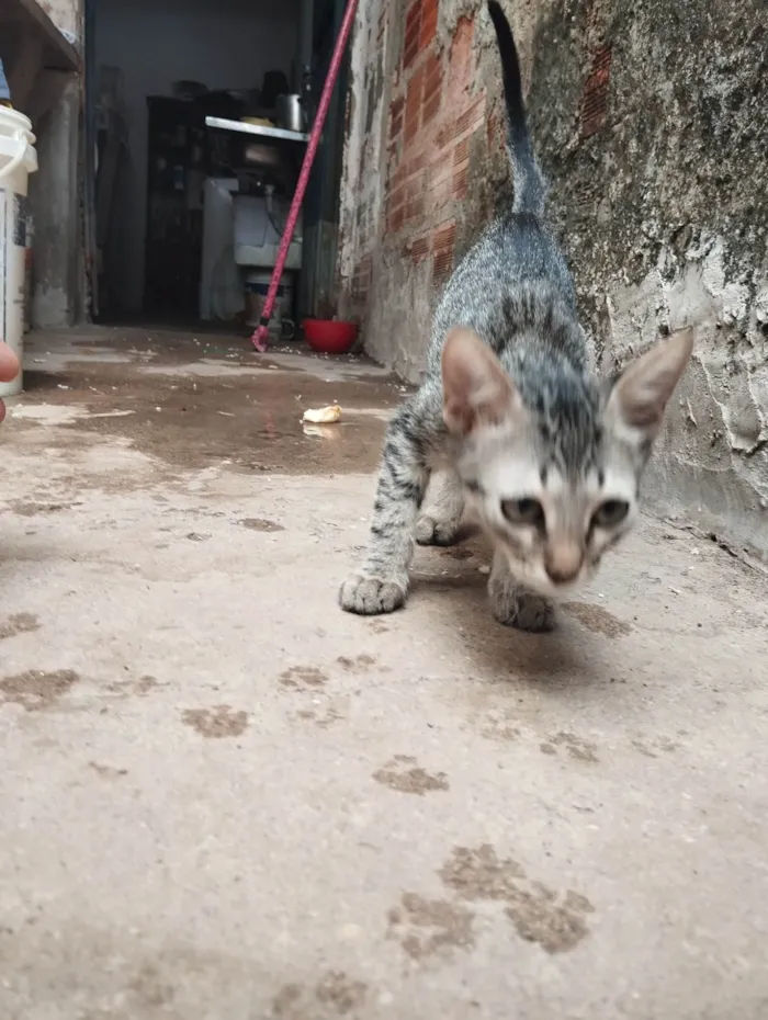 Gato ra a American Shorthair idade 2 a 6 meses nome Ping