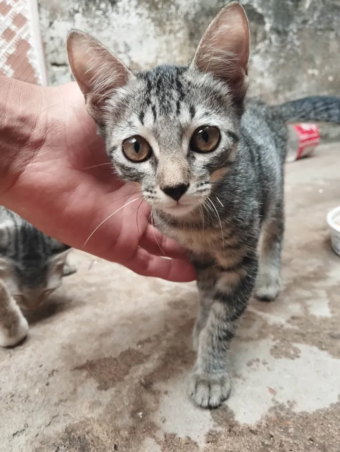 Gato ra a American Shorthair idade 2 a 6 meses nome Ping