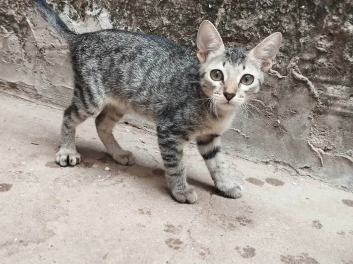 Gato ra a American Shorthair idade 2 a 6 meses nome Ping