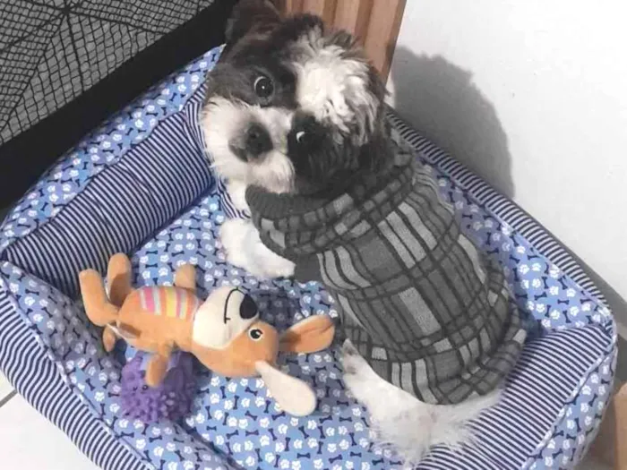 Cachorro ra a Shitzu idade 7 a 11 meses nome Chico