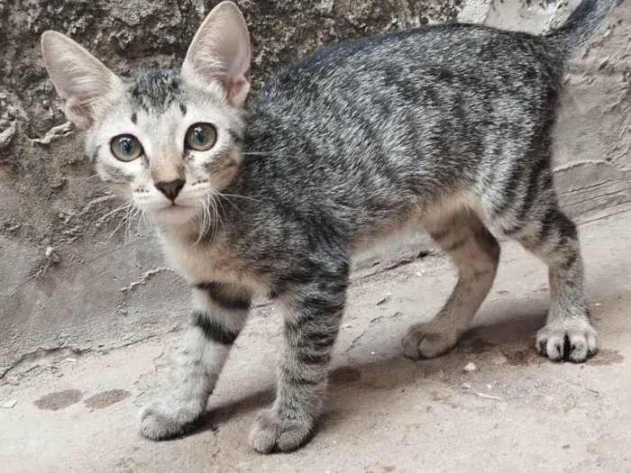 Gato ra a American Shorthair idade 2 a 6 meses nome Ping