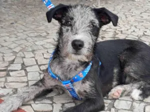 Cachorro raça SRD-ViraLata idade 2 a 6 meses nome Juca