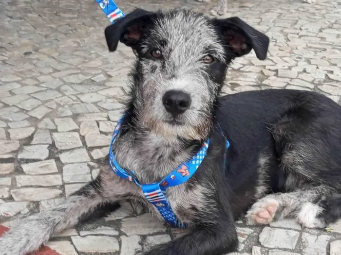 Cachorro ra a SRD-ViraLata idade 2 a 6 meses nome Juca