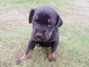 Cachorro raça SRD-ViraLata idade Abaixo de 2 meses nome Maria