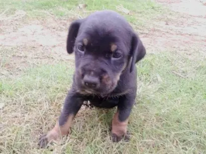 Cachorro raça SRD-ViraLata idade Abaixo de 2 meses nome Maria
