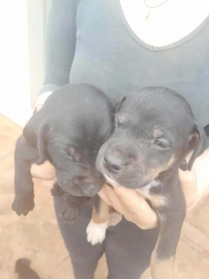 Cachorro ra a SRD-ViraLata idade Abaixo de 2 meses nome Maria