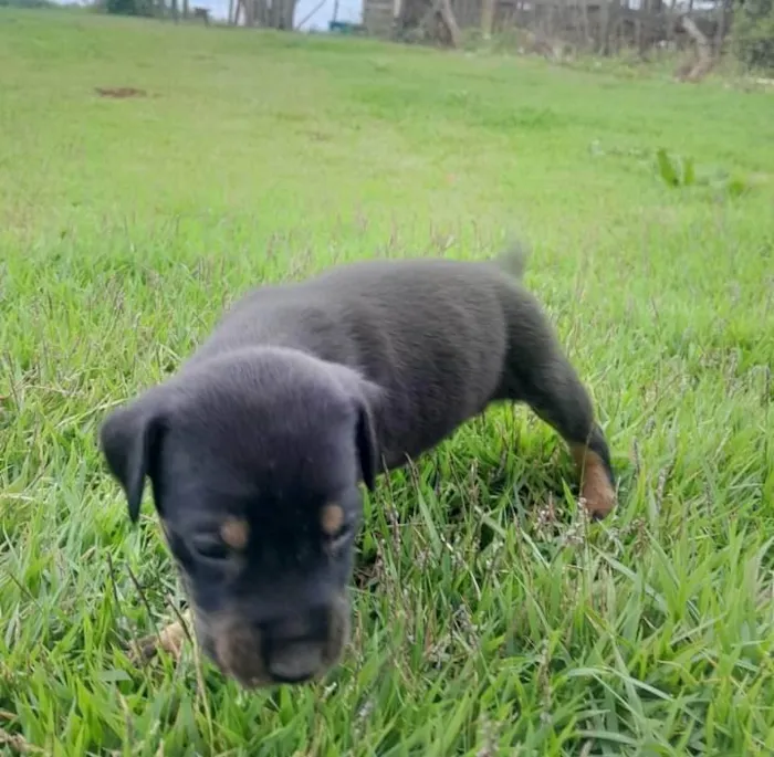 Cachorro ra a SRD-ViraLata idade Abaixo de 2 meses nome Maria