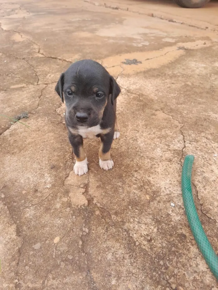 Cachorro ra a SRD-ViraLata idade Abaixo de 2 meses nome Maria