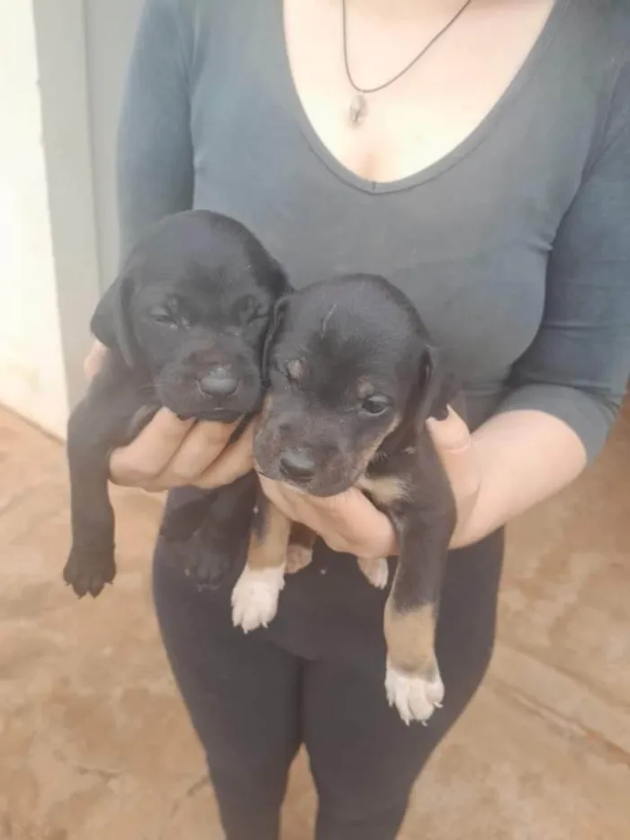 Cachorro ra a SRD-ViraLata idade Abaixo de 2 meses nome Nao definido