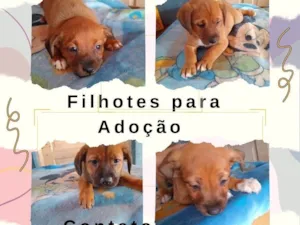 Cachorro raça SRD-ViraLata idade 2 a 6 meses nome Filhotes 