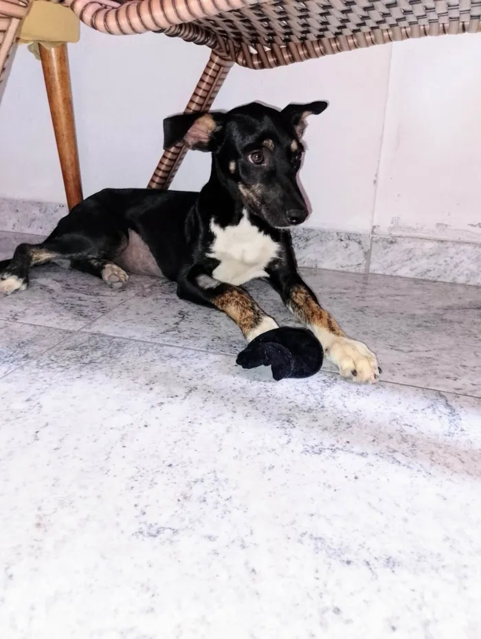 Cachorro ra a SRD-ViraLata idade 7 a 11 meses nome Meuri