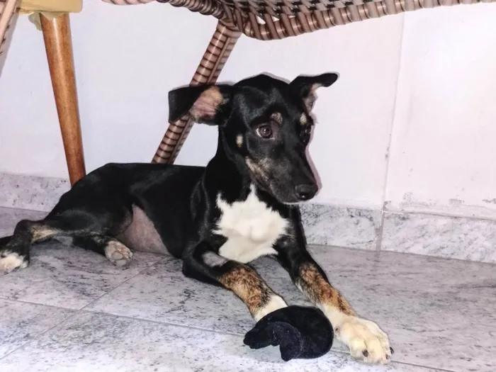 Cachorro ra a SRD-ViraLata idade 7 a 11 meses nome Meuri