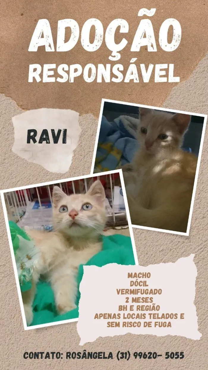 Gato ra a SRD-ViraLata idade 2 a 6 meses nome RAVI