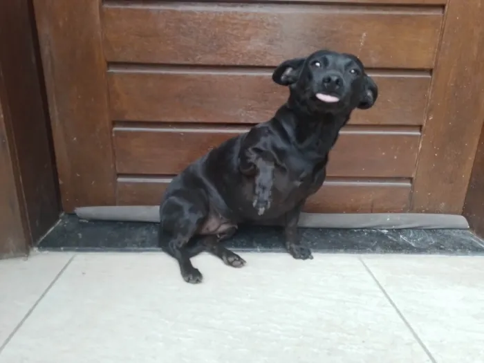 Cachorro ra a SRD-ViraLata idade 3 anos nome Rubi