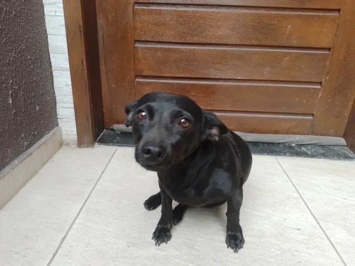 Cachorro ra a SRD-ViraLata idade 3 anos nome Rubi