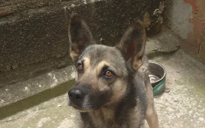 Cachorro ra a SRD-ViraLata idade 5 anos nome Toto