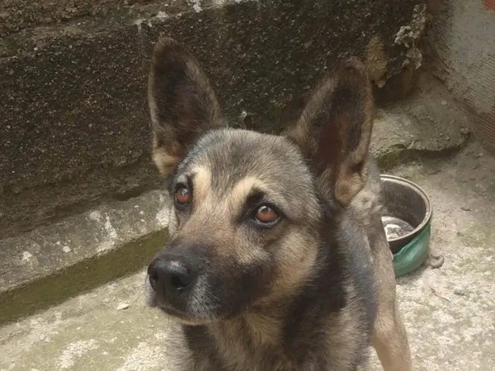 Cachorro ra a SRD-ViraLata idade 5 anos nome Toto