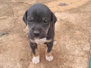 Cachorro raça SRD-ViraLata idade Abaixo de 2 meses nome Nao definido