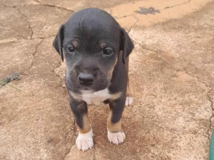 Cachorro ra a SRD-ViraLata idade Abaixo de 2 meses nome Nao definido