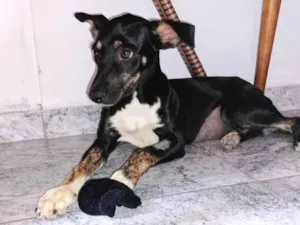 Cachorro raça SRD-ViraLata idade 7 a 11 meses nome Meuri