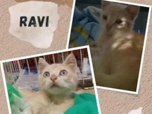 Gato raça SRD-ViraLata idade 2 a 6 meses nome RAVI