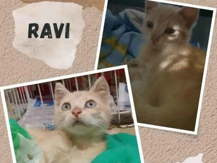 Gato ra a SRD-ViraLata idade 2 a 6 meses nome RAVI