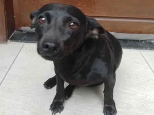 Cachorro raça SRD-ViraLata idade 3 anos nome Rubi