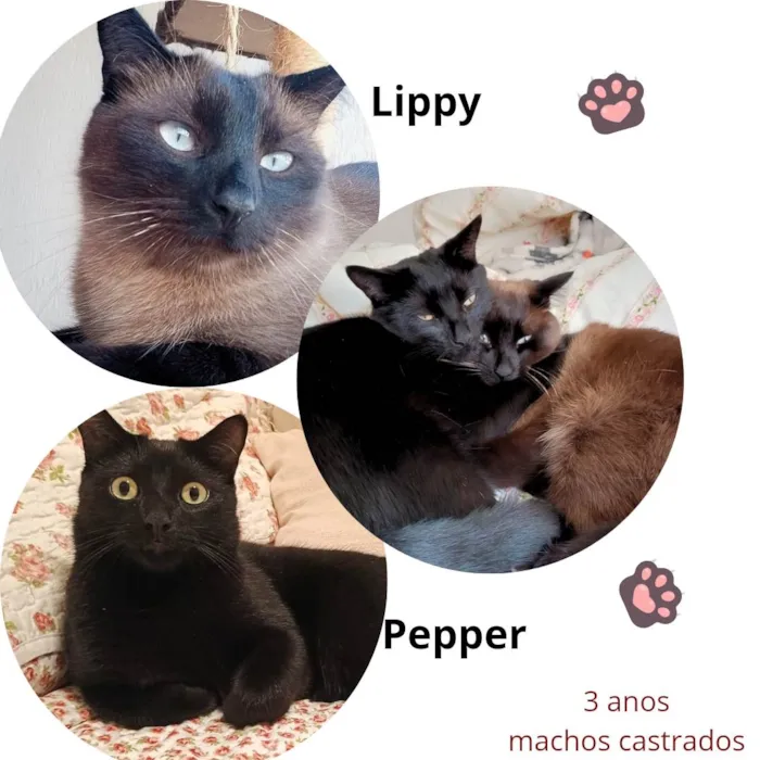 Gato ra a SRD-ViraLata idade 3 anos nome Pepper 