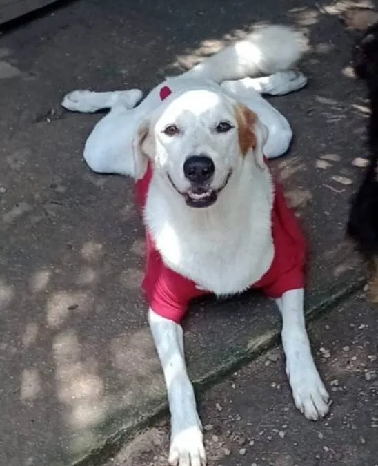 Cachorro ra a SRD-ViraLata idade 4 anos nome Branquinha