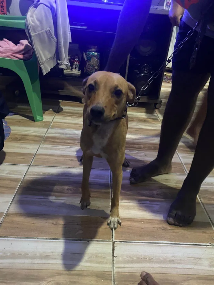 Cachorro ra a SRD-ViraLata idade Abaixo de 2 meses nome Mia, Tom e Bento