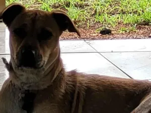 Cachorro raça SRD-ViraLata idade 2 anos nome Brisa