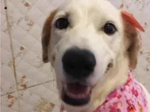 Cachorro raça SRD-ViraLata idade 4 anos nome Branquinha