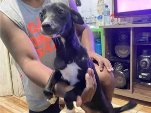 Cachorro raça SRD-ViraLata idade Abaixo de 2 meses nome Mia, Tom e Bento