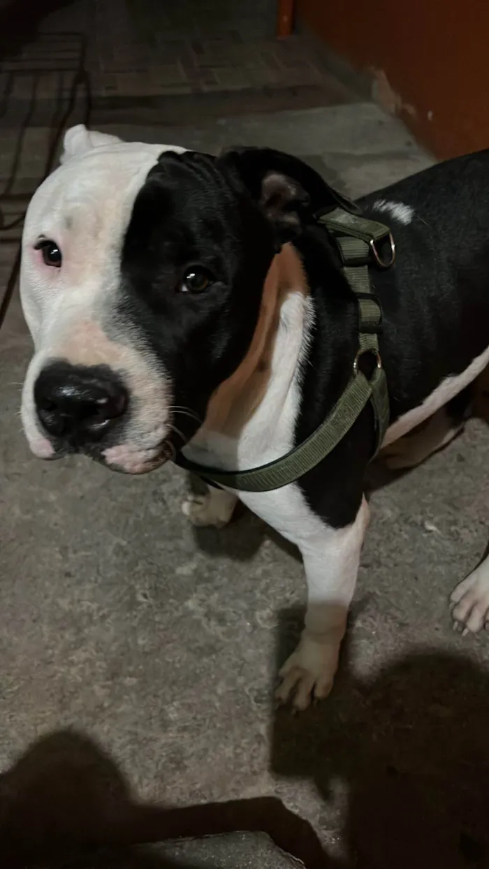 Cachorro ra a Pit-Bull idade 2 anos nome Zeus