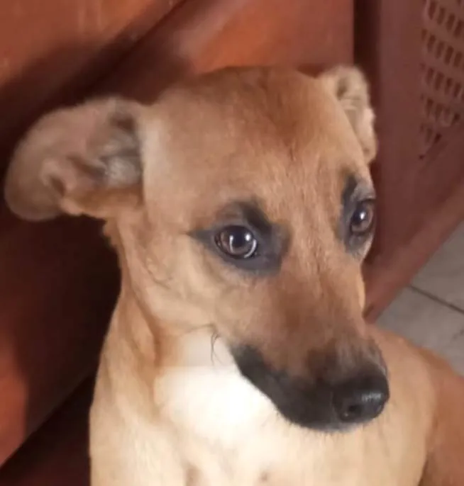 Cachorro ra a SRD-ViraLata idade 7 a 11 meses nome Nino 