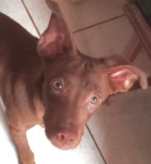 Cachorro ra a SRD-ViraLata idade 7 a 11 meses nome Chocolate 