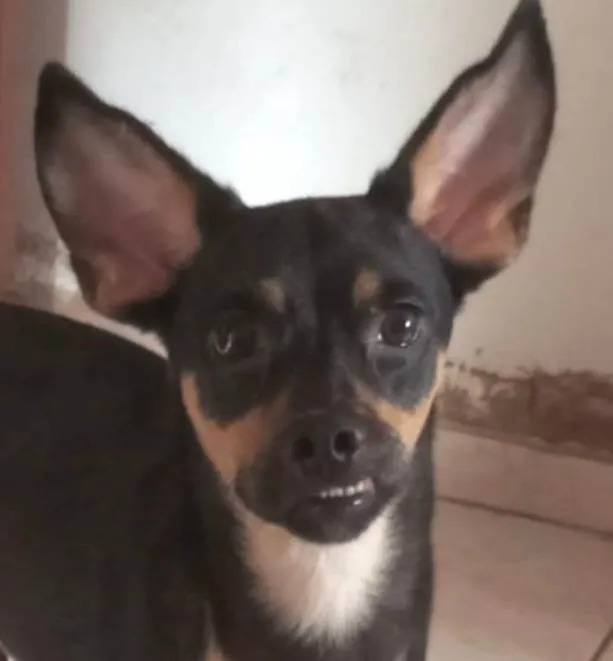 Cachorro ra a Pinscher idade 7 a 11 meses nome Theo