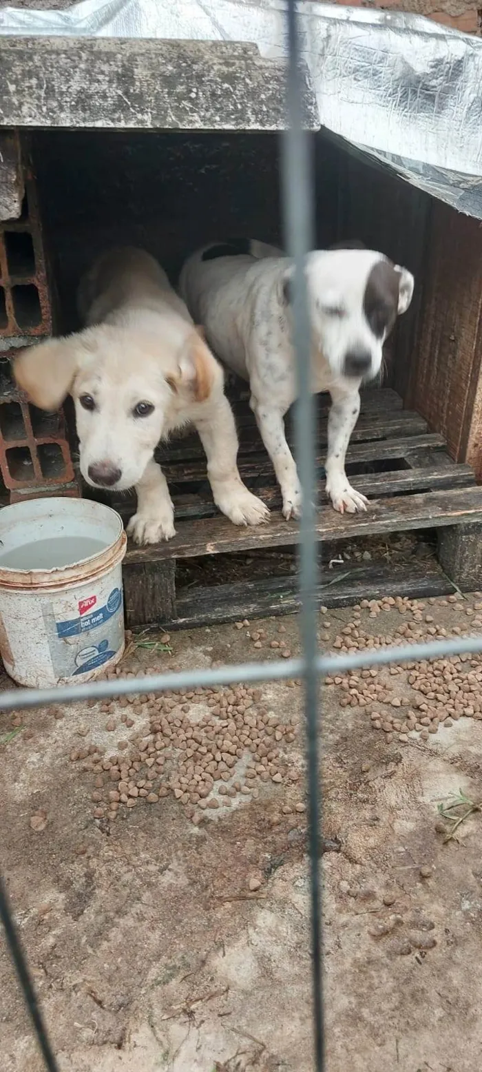 Cachorro ra a SRD-ViraLata idade 2 anos nome thobias